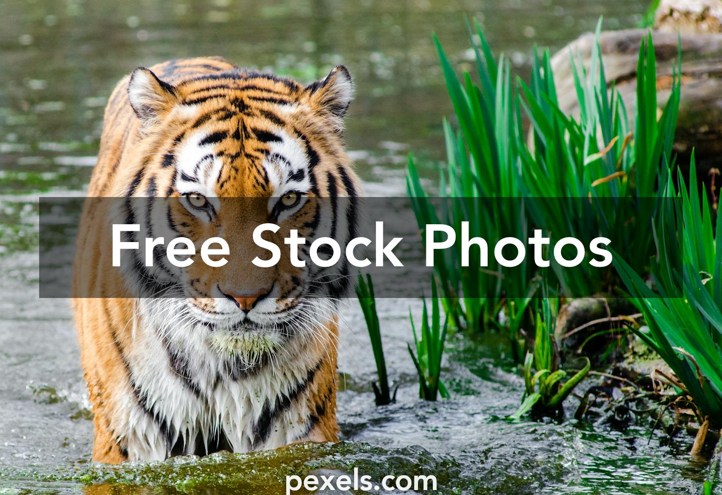 50-000-best-animal-pictures-100-free-download-pexels-stock-photos
