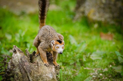 Photo of a Brown Short Coated Animal