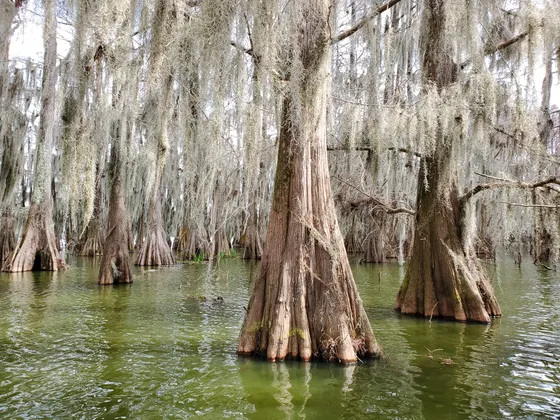 Spanish moss hanging from live oaks over a Louisiana bayou
