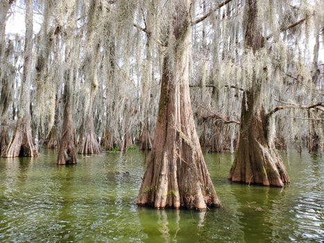 Swamp airboat with Cajun guide — New Orleans