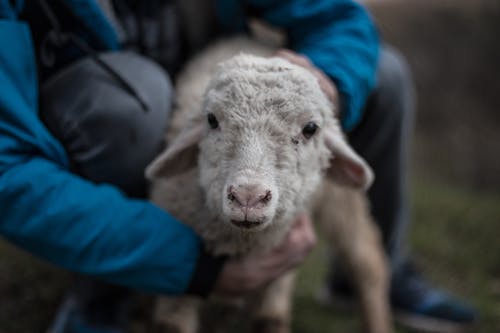 Základová fotografie zdarma na téma baby ovce, detail, dívání
