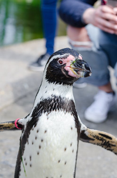 無料 ペンギン, 動物, 動物園の無料の写真素材 写真素材