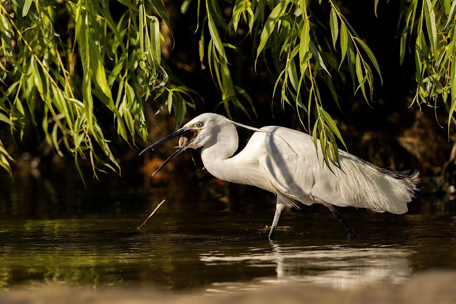 A graceful white egret wades through a serene marsh, hidden among lush green willow branches.