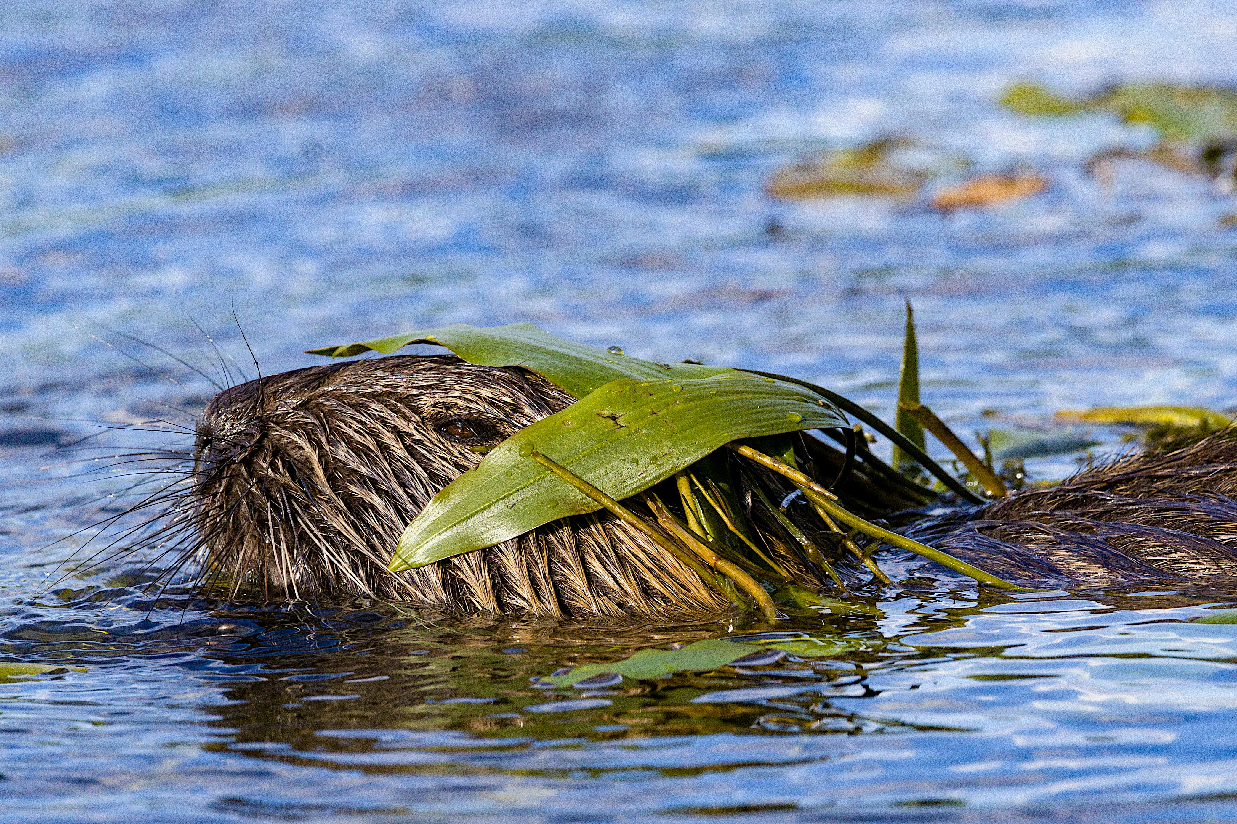 為什麼國際海狸日的限量聯名商品會讓粉絲如此瘋狂？