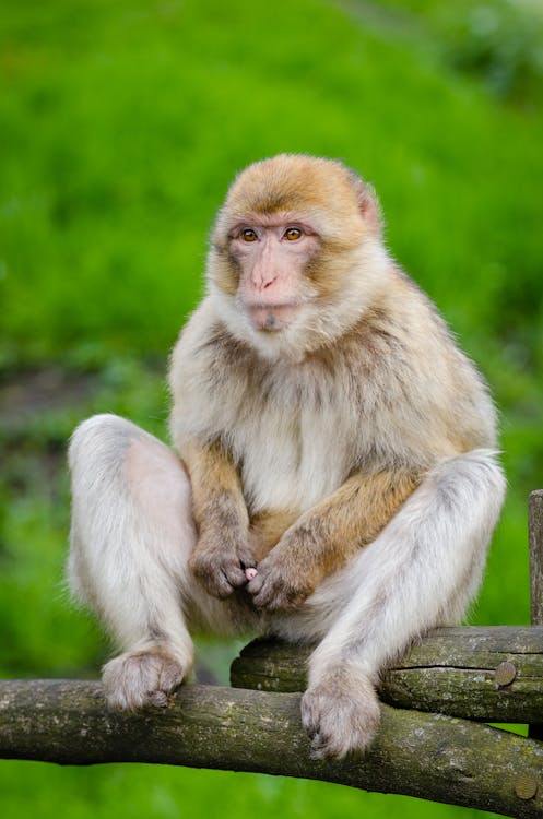 免费 動物, 可愛, 猴子 的 免费素材图片 素材图片