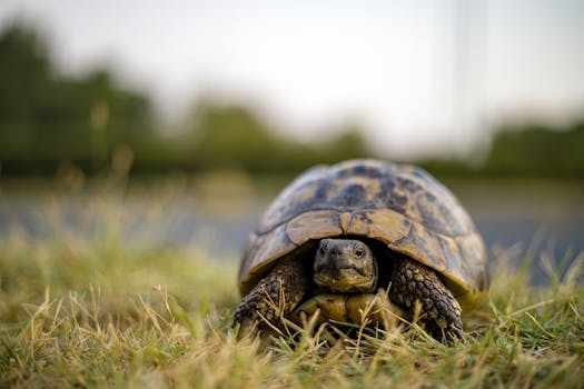 A charming close-up photo of a Western Hermann's tortoise in a natural outdoor setting on grass.