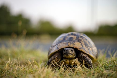 Free A charming close-up photo of a Western Hermann's tortoise in a natural outdoor setting on grass. Stock Photo