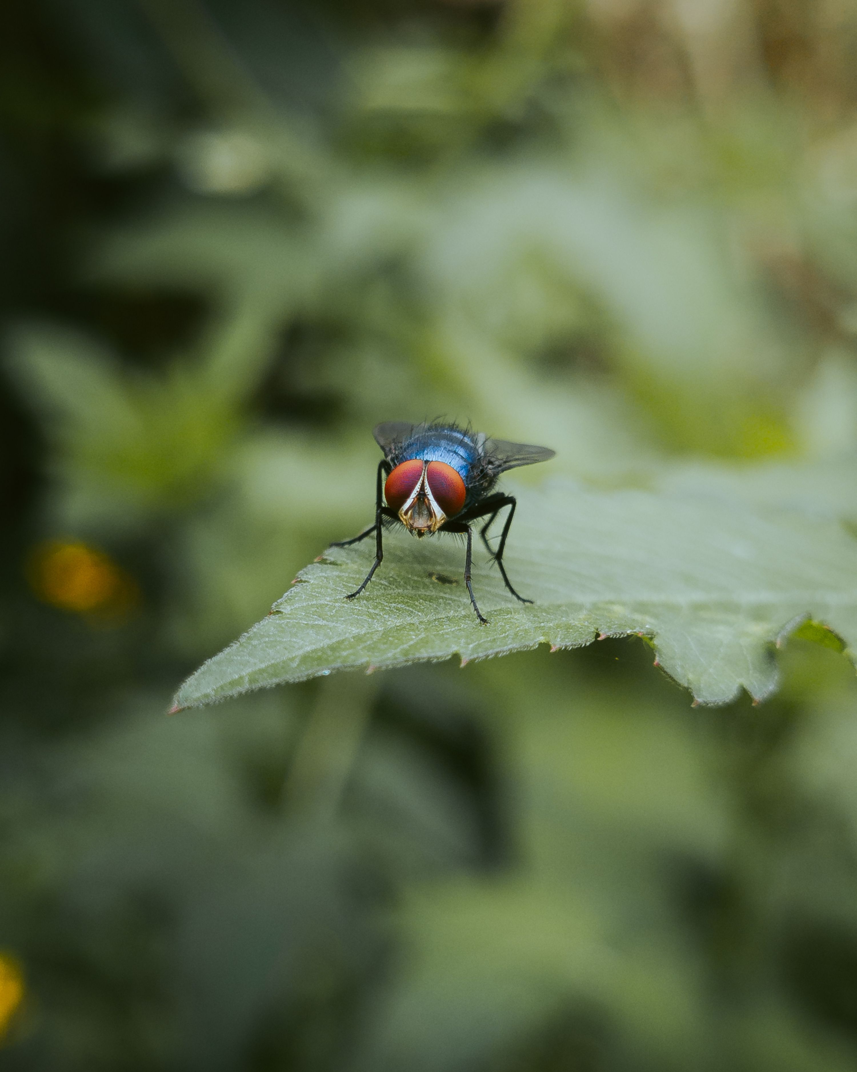 Close up of a Fly · Free Stock Photo