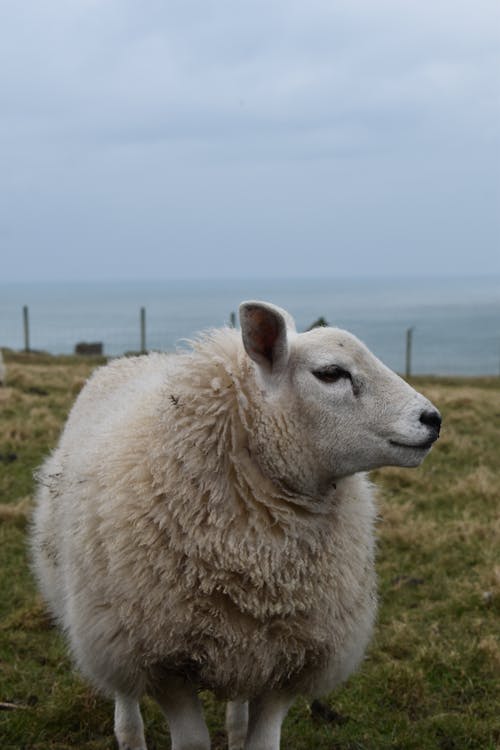 Foto d'estoc gratuïta de animal valent, granja, mamífer