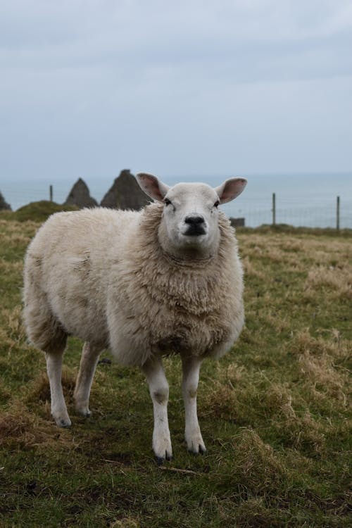 Moutons, Debout, Dans, Pâturage