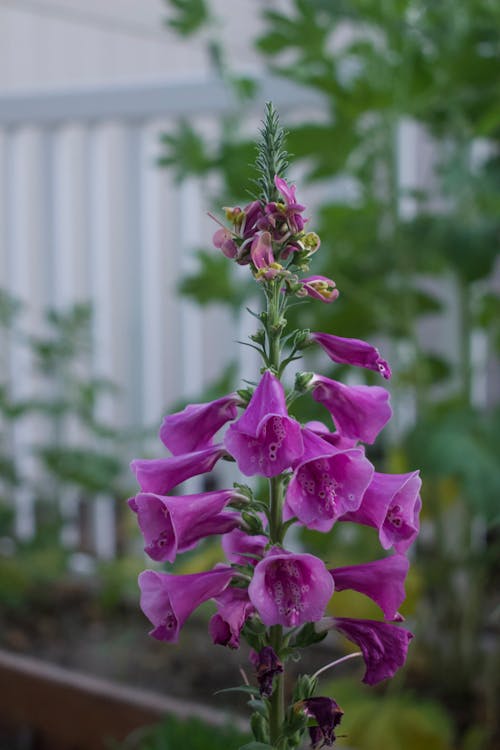 Purple Foxglove Head