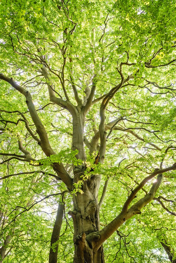 Low-angle Shot Photography of Green Trees