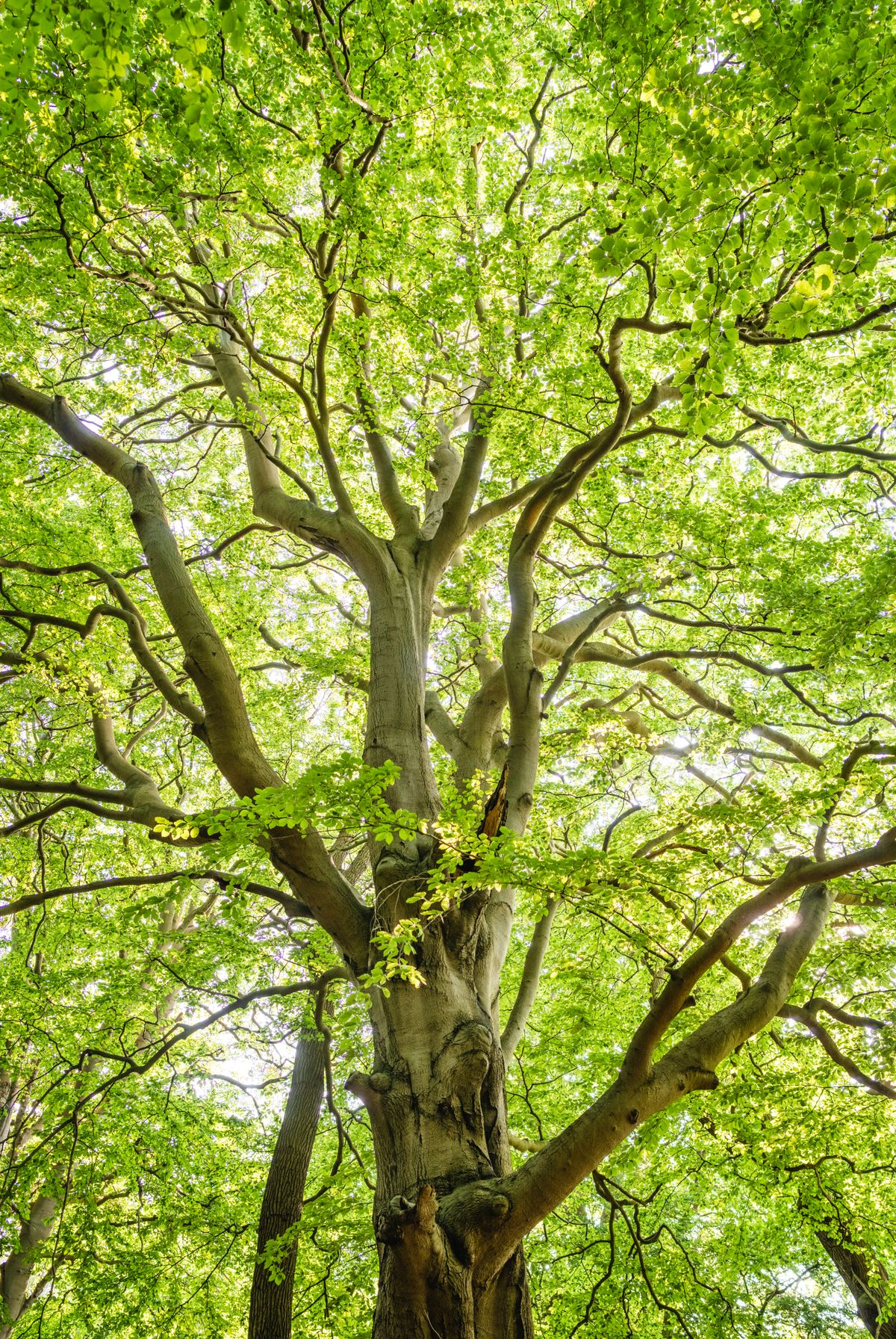 Chemin rural préservé au cœur du bocage charentais