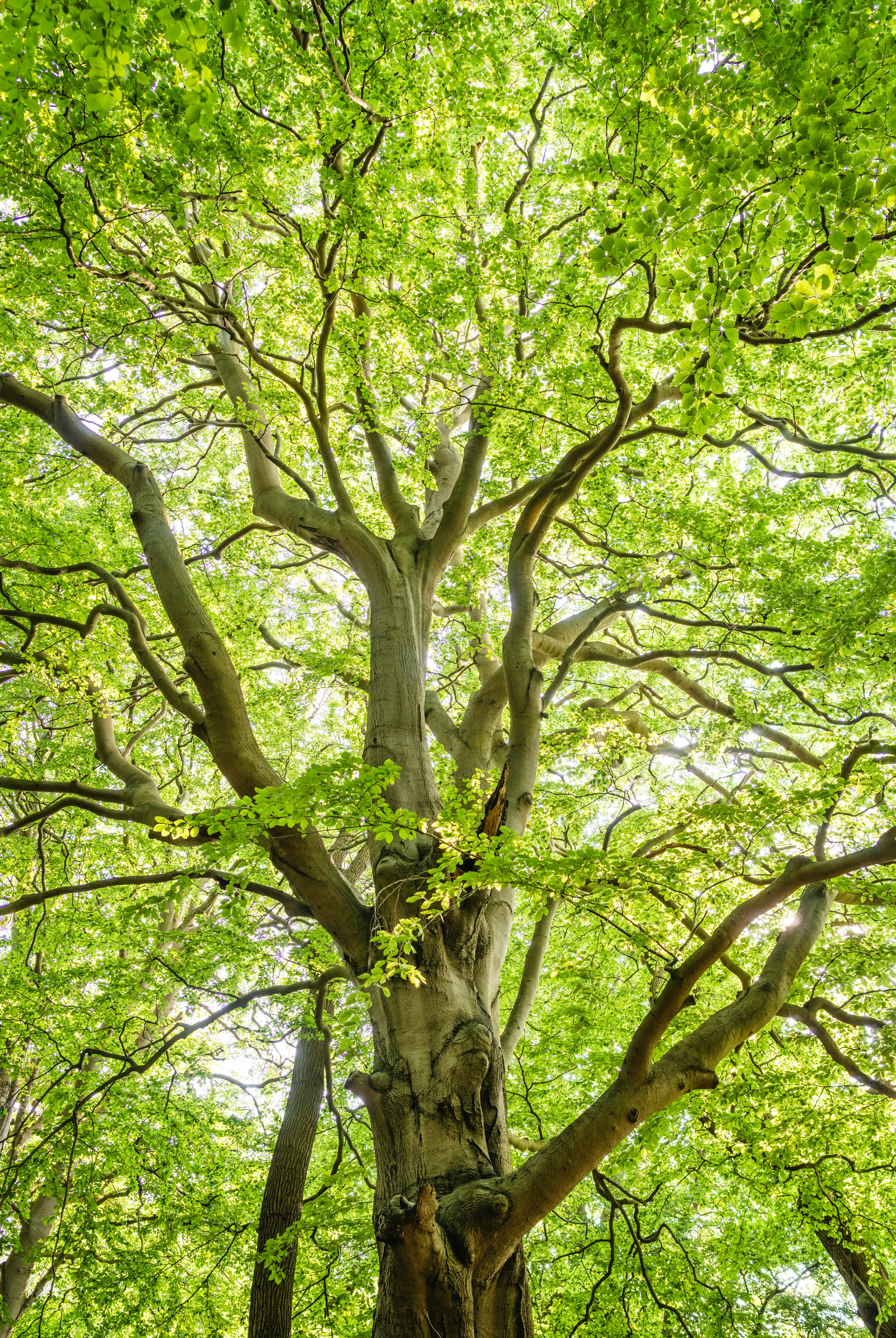 242,045 Tree Trunk Stock Photos, High-Res Pictures, and Images