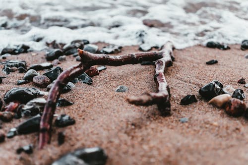 Brown Driftwood on Bech Line