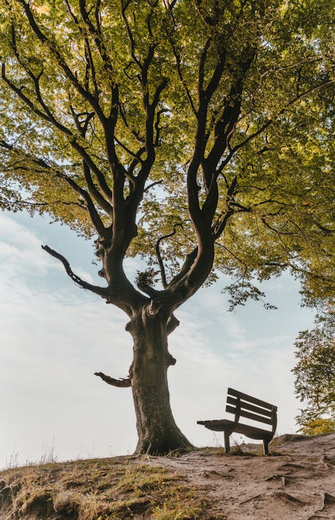 Brown Bench Beside Tree