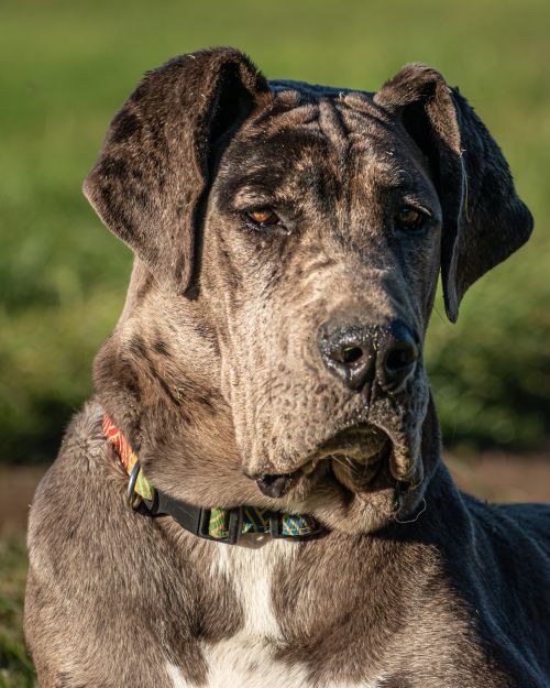 Free Detailed close-up portrait of a Great Dane dog in a grassy outdoor setting. Stock Photo