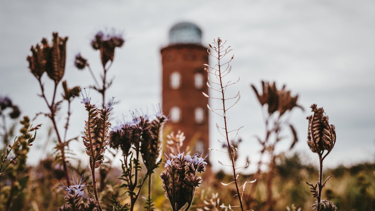 Gratis arkivbilde med åker, blomster, blomsterblad