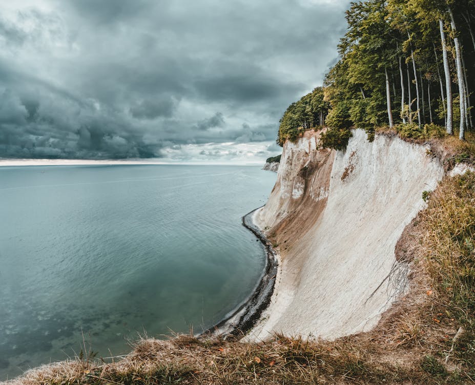 Forest Near Calm Body of Water