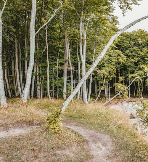 Foto d'estoc gratuïta de a l'aire lliure, arbres, bosc