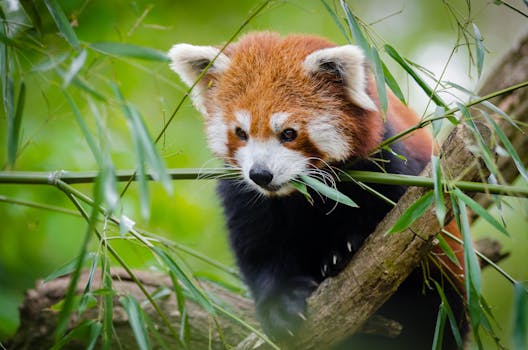 Red Panda on Brown Tree Trunk · Free Stock Photo