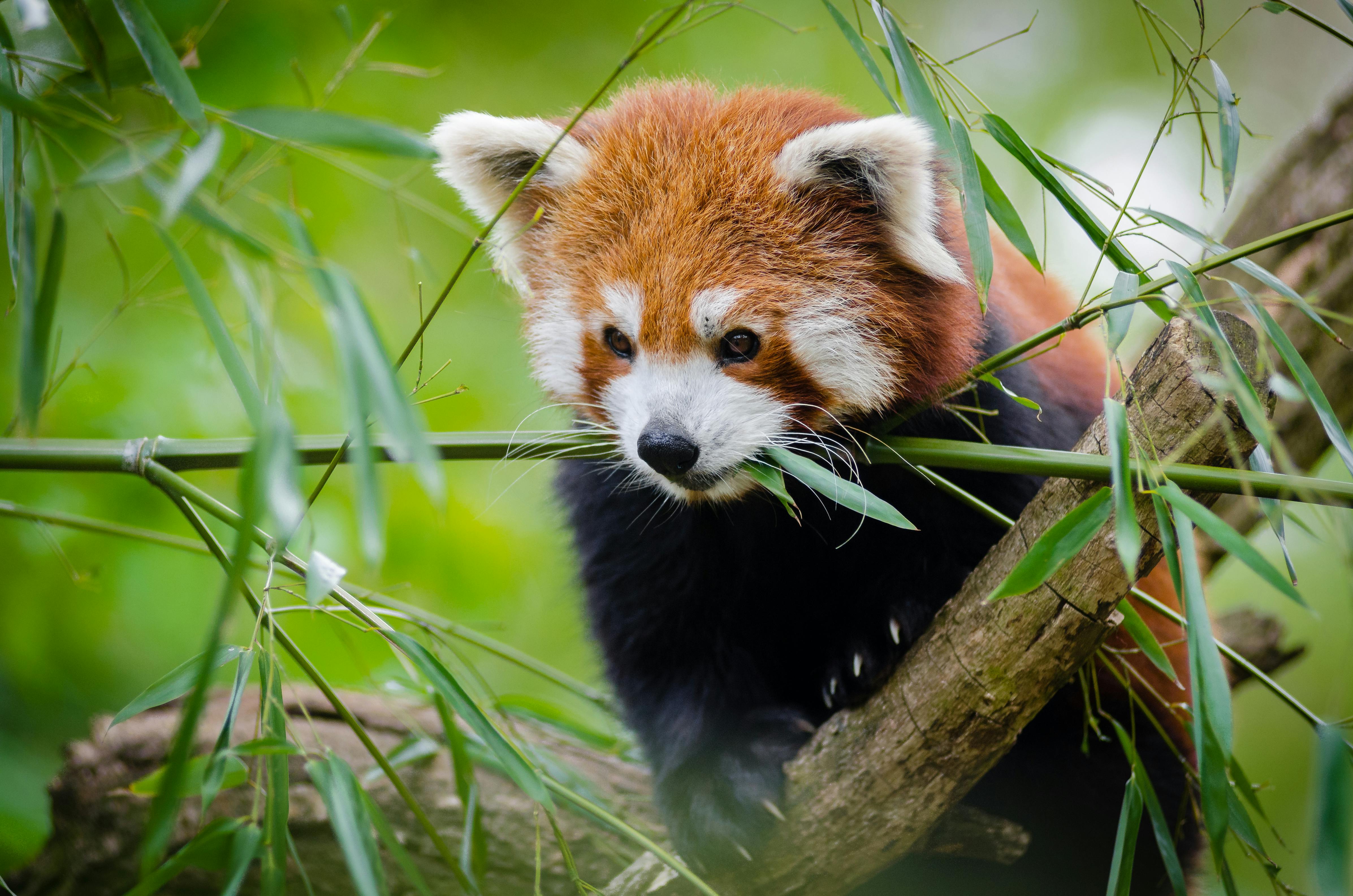 Red Panda on Tree Branch · Free Stock Photo