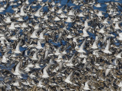 Fotobanka s bezplatnými fotkami na tému dunlin, fotografovanie vtákov, kŕdeľ