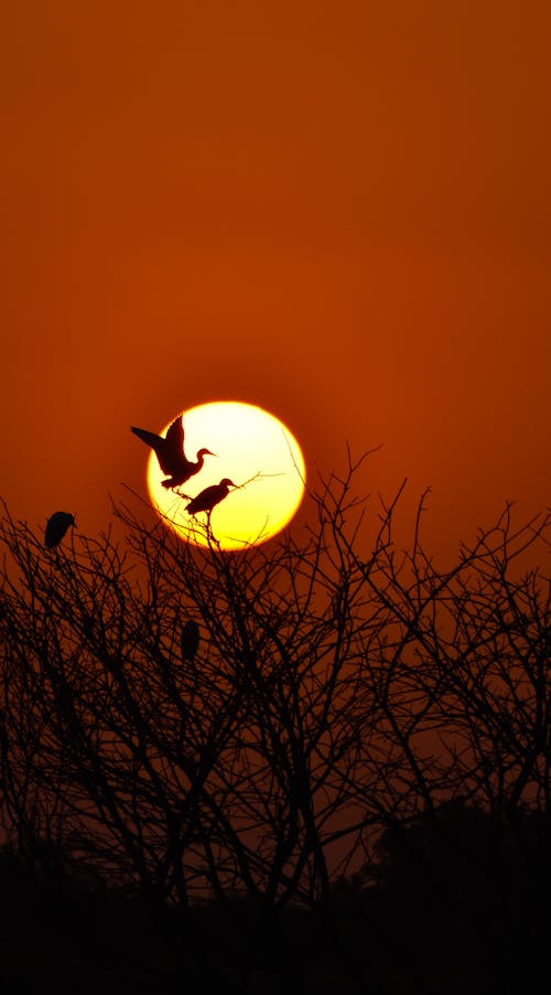 Evening Photo of Birds Silhouettes with the Sun in the Background