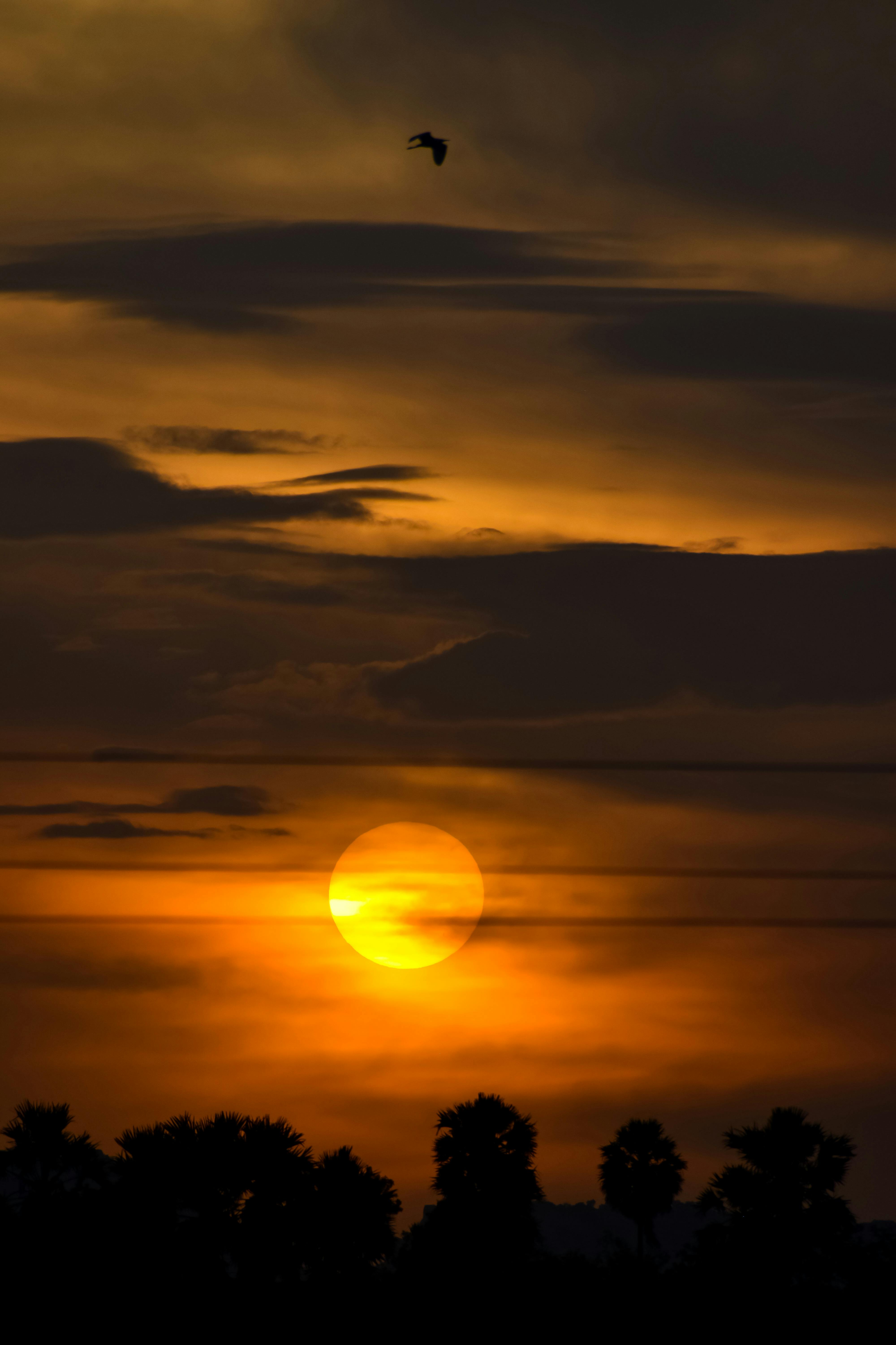 Silhouette of Birds Flying over the Building during Sunset · Free Stock  Photo