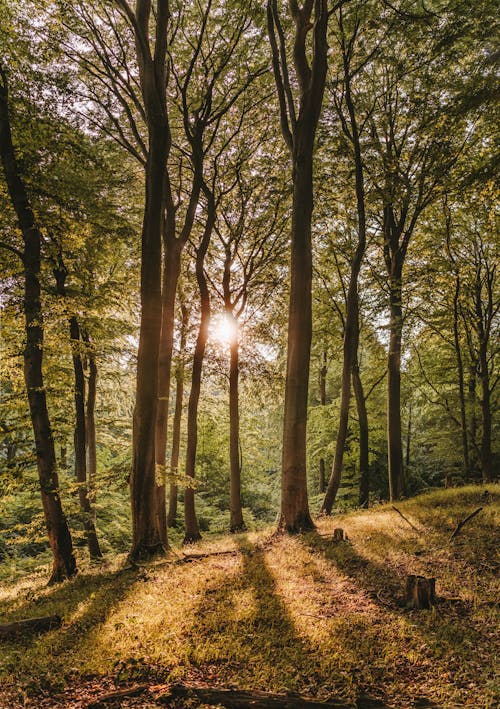 Photographie De Forêt