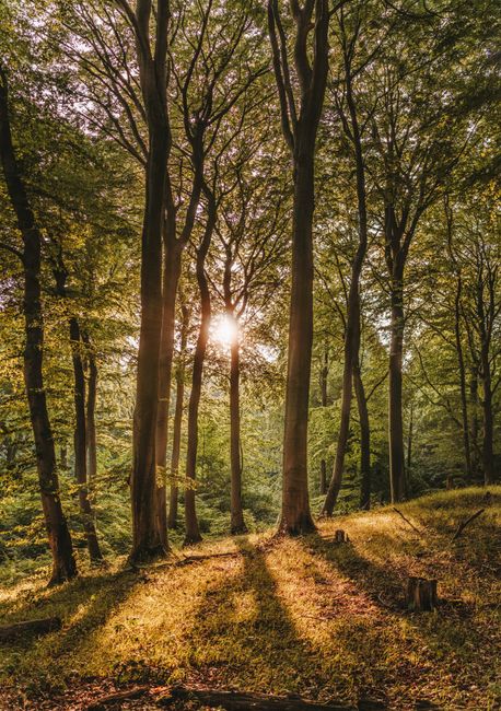 A tranquil forest with sunlight filtering through tall trees, creating a warm glow and serene ambiance.