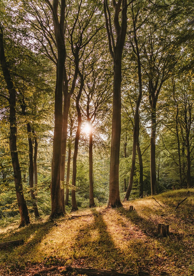 Photography Of Forest