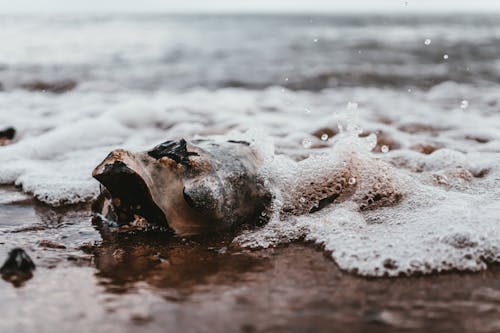 Δωρεάν στοκ φωτογραφιών με ακτή, άμμος, αφρός της θάλασσας