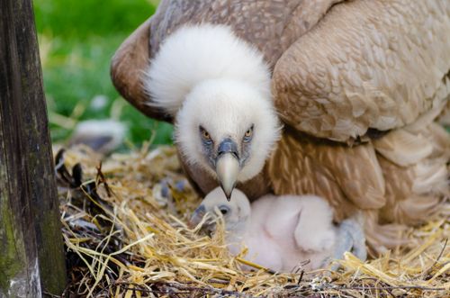 Free Intimate view of a vulture guarding its chicks in a natural nest setting. Stock Photo