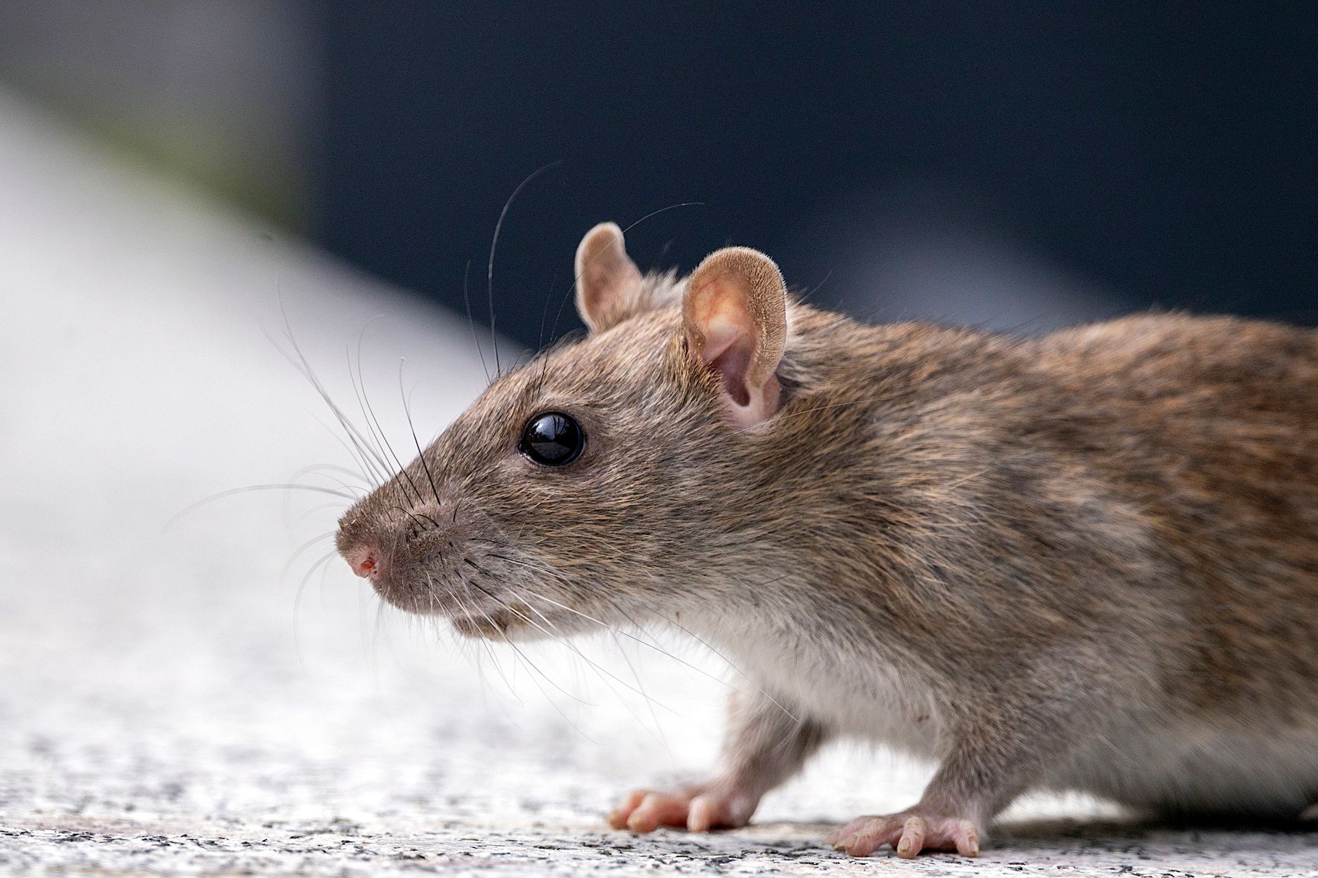 Veterinarian examining a rat during a checkup