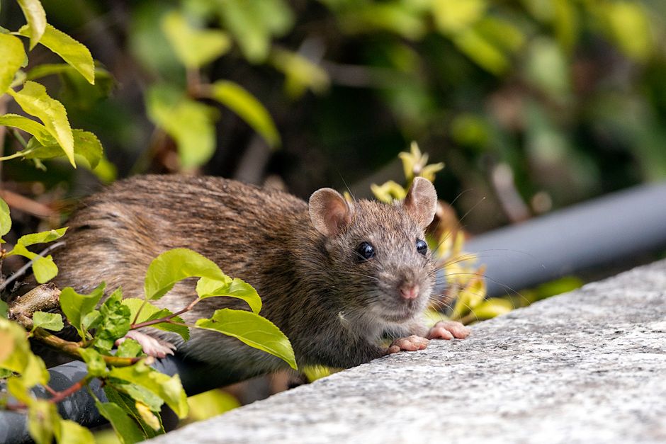 Mice pest control - mouse proofing services near me