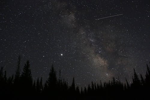 무료 나무, 밤하늘, 별의 무료 스톡 사진