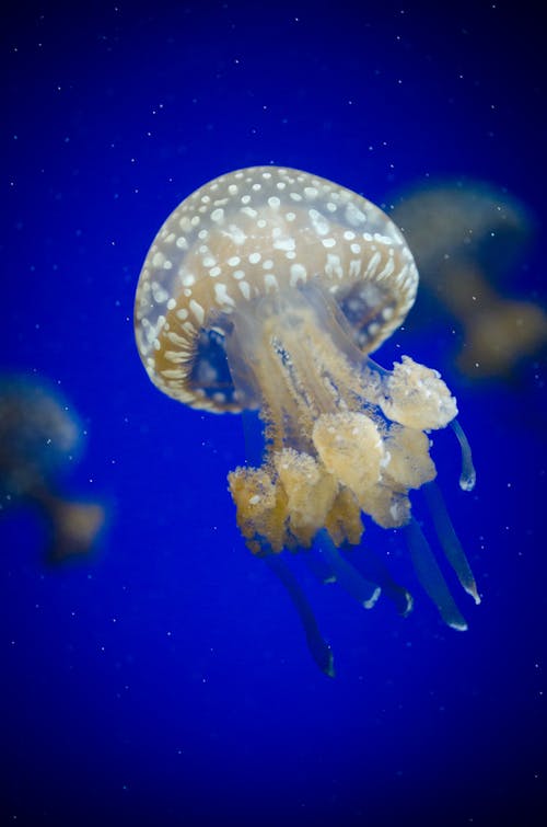 White Jelly Fish on Water