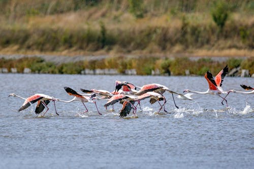 flamingolar, hayvan, hayvan fotoğrafçılığı içeren Ücretsiz stok fotoğraf