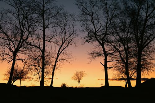 Free A dramatic silhouette of leafless trees at dusk, creating a peaceful autumnal scene in Stamford, Connecticut. Stock Photo