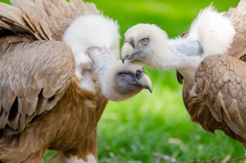 Free Brown and White Vultures Standing on Grass Field in Close Up Photography during Daytime Stock Photo