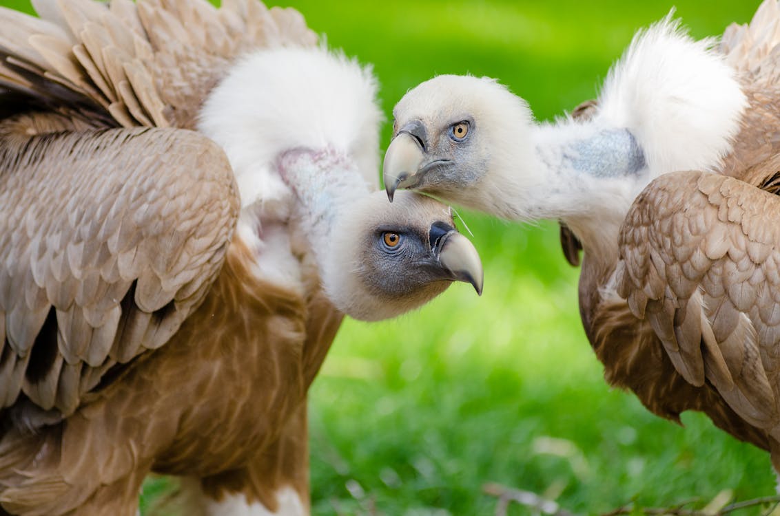 Fotos de stock gratuitas de alas, animal salvaje, animales