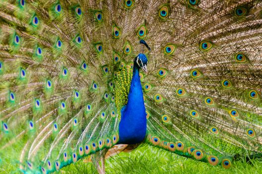 peacock photo