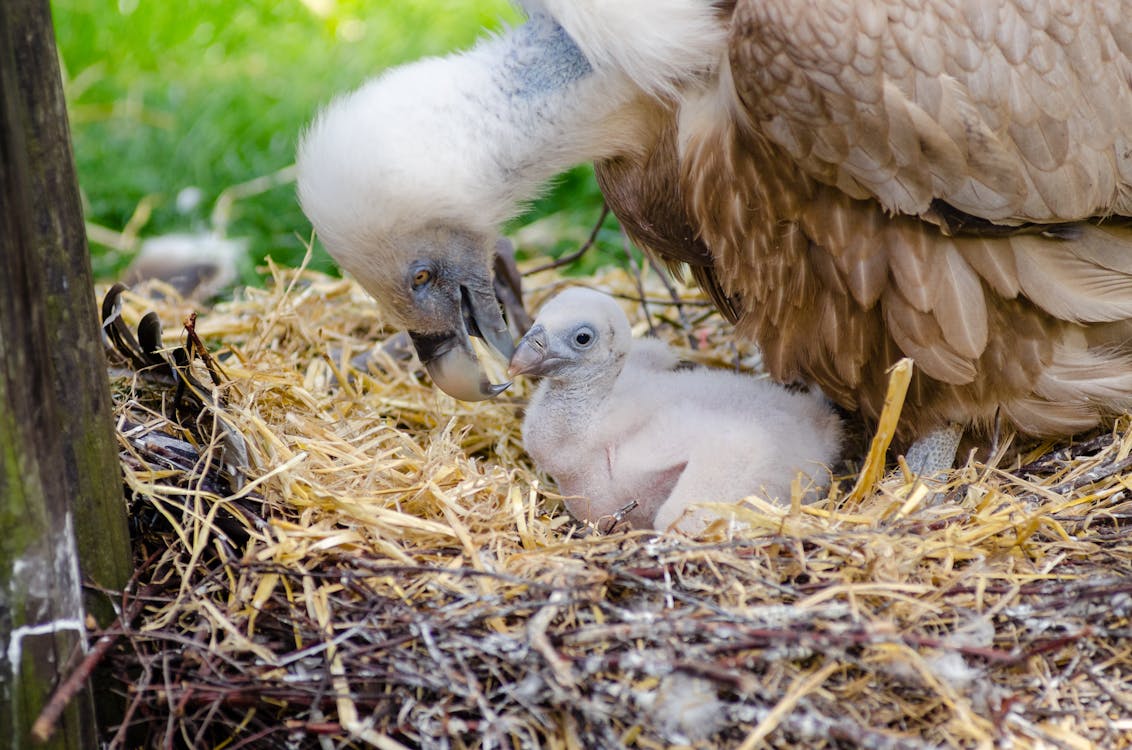 Free Vulture and Hatchling on Brown Nest Stock Photo
