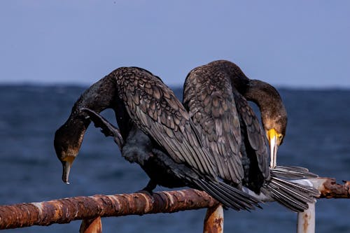 çift tepeli, deniz kuşları, hayvan fotoğrafçılığı içeren Ücretsiz stok fotoğraf