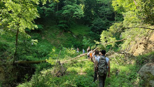 People Hiking in Green Forest