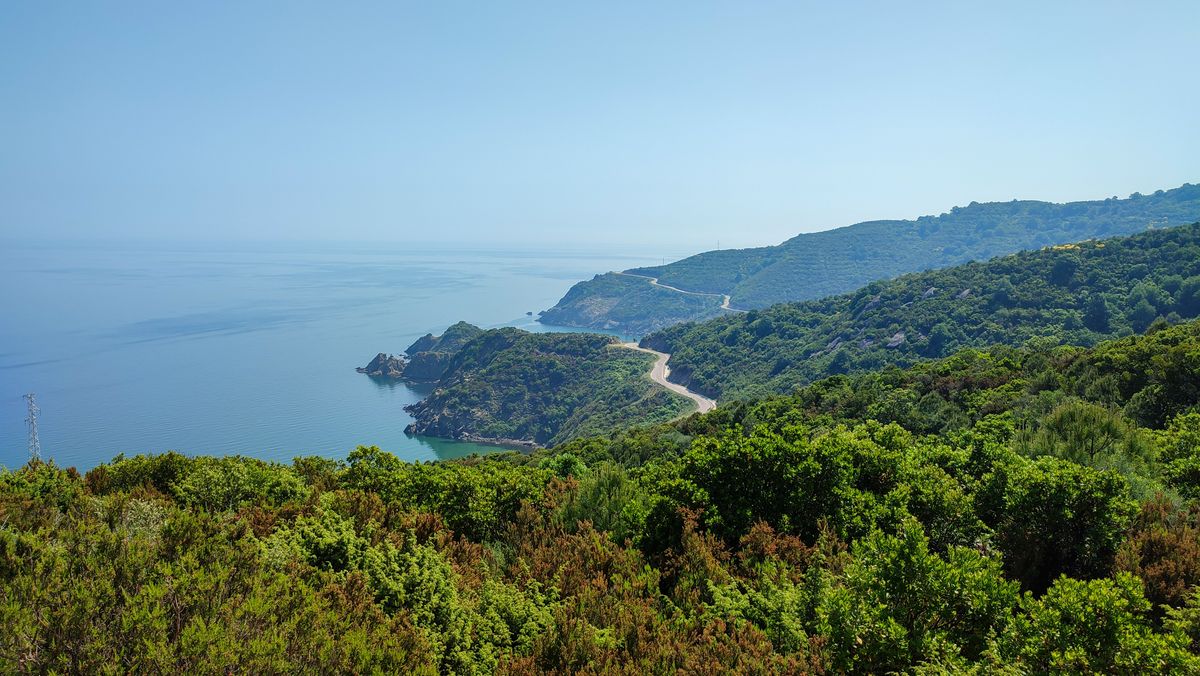 Pădure verde pe dealuri, lângă mare