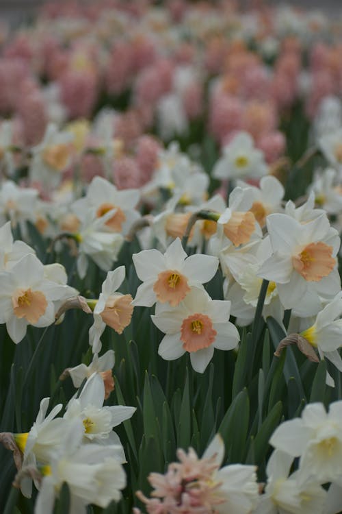 一束开花的水仙花, 垂直拍摄, 增長 的 免费素材图片