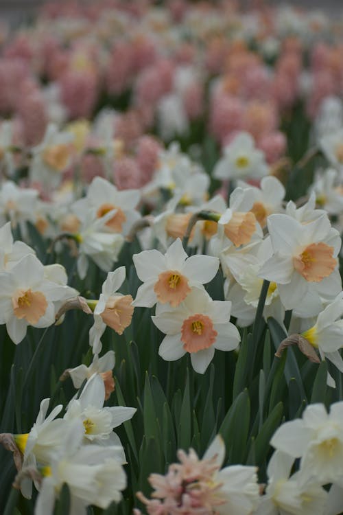 Gratis arkivbilde med åker, årstid, blomster