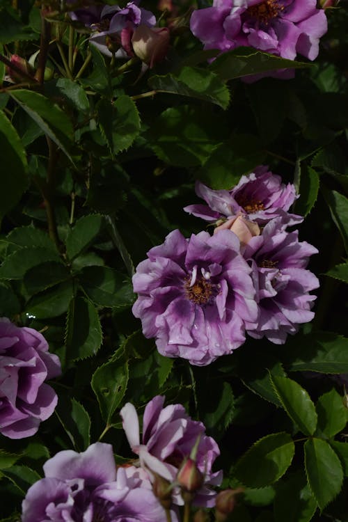Foto profissional grátis de arbusto, aumentando, floração